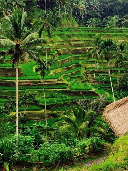 BALI TOUR PACKAGES 7 DAYS 6 NIGHTS